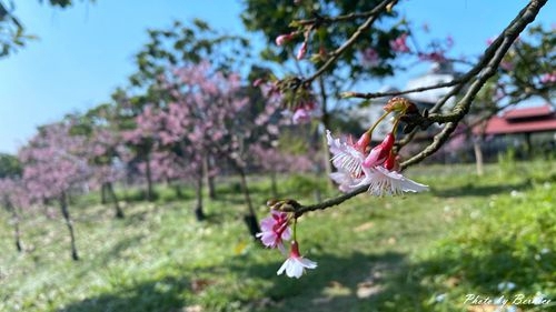 0201 2-濕地寒櫻08.jpg