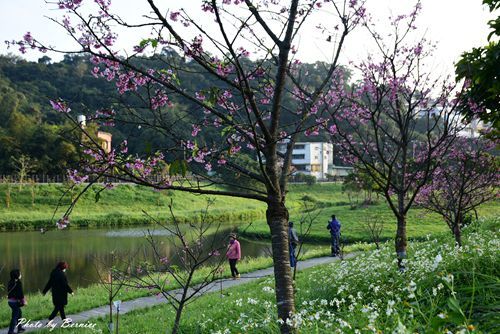 0131 2-五分埤寒櫻06.jpg