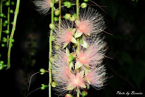 0707 1-夏日煙火濕地篇12.jpg