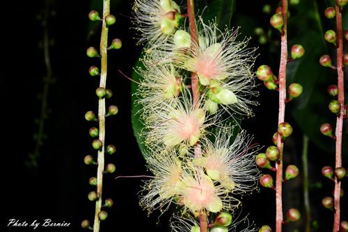 0707 1-夏日煙火濕地篇10.jpg