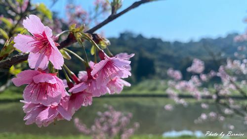 0201 2-濕地寒櫻10.jpg