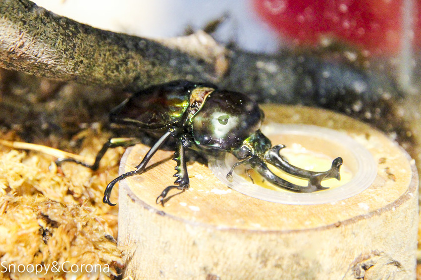 【台北咖啡館】 另類寵物咖啡館/微迷野林咖啡館~各種爬蟲類、哺乳類、兩棲類陪你喝咖啡,還能與動物近距離接觸