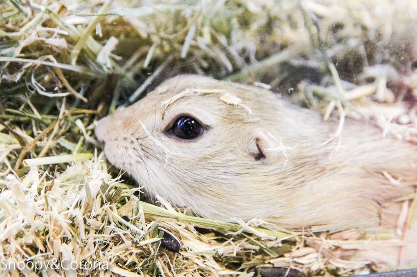 【台北咖啡館】 另類寵物咖啡館/微迷野林咖啡館~各種爬蟲類、哺乳類、兩棲類陪你喝咖啡,還能與動物近距離接觸