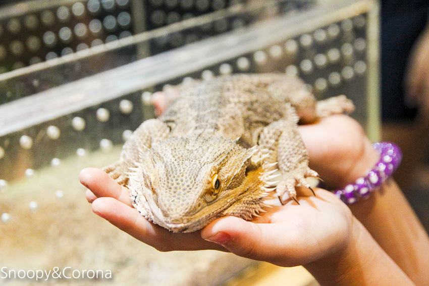 【台北咖啡館】 另類寵物咖啡館/微迷野林咖啡館~各種爬蟲類、哺乳類、兩棲類陪你喝咖啡,還能與動物近距離接觸