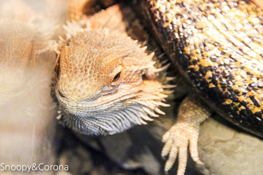 【台北咖啡館】 另類寵物咖啡館/微迷野林咖啡館~各種爬蟲類、哺乳類、兩棲類陪你喝咖啡,還能與動物近距離接觸