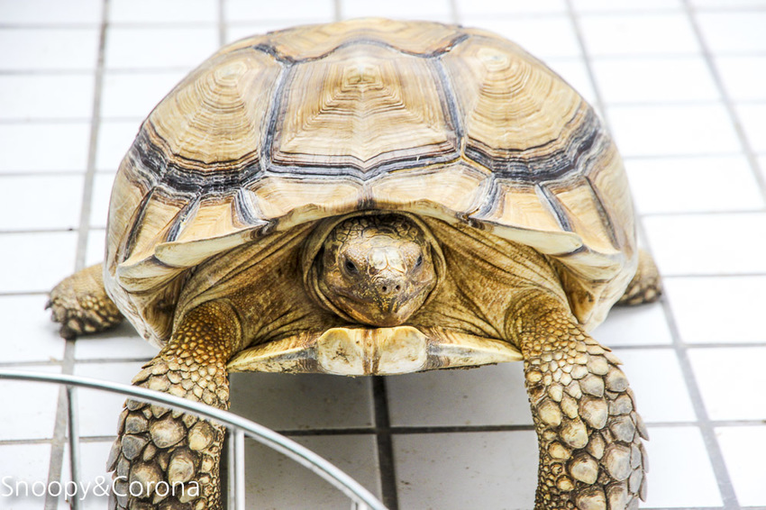 【台北咖啡館】 另類寵物咖啡館/微迷野林咖啡館~各種爬蟲類、哺乳類、兩棲類陪你喝咖啡,還能與動物近距離接觸