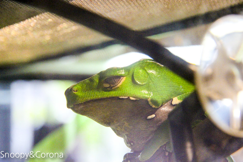 【台北咖啡館】 另類寵物咖啡館/微迷野林咖啡館~各種爬蟲類、哺乳類、兩棲類陪你喝咖啡,還能與動物近距離接觸