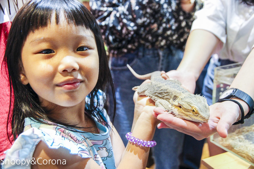 【台北咖啡館】 另類寵物咖啡館/微迷野林咖啡館~各種爬蟲類、哺乳類、兩棲類陪你喝咖啡,還能與動物近距離接觸