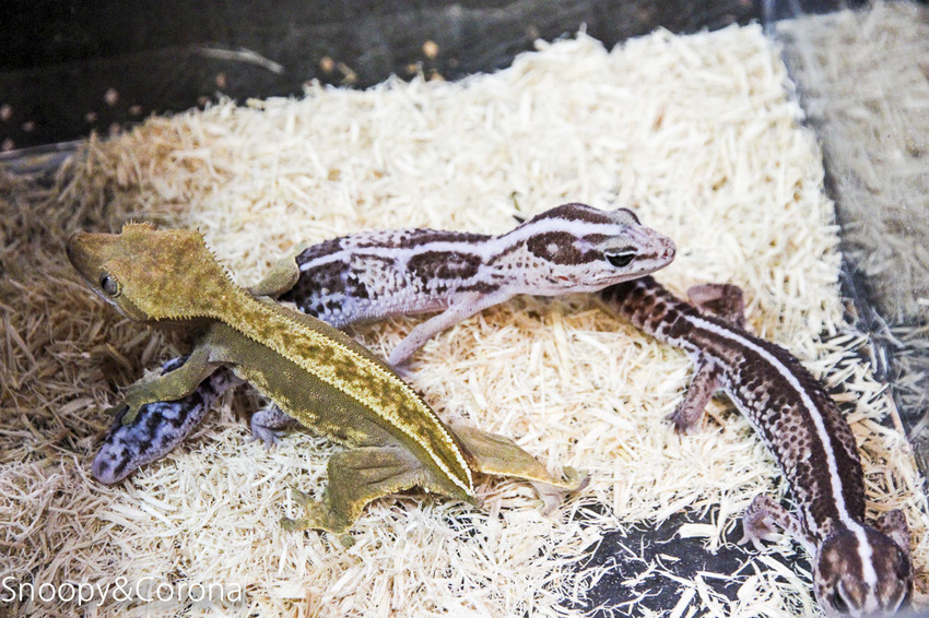 【台北咖啡館】 另類寵物咖啡館/微迷野林咖啡館~各種爬蟲類、哺乳類、兩棲類陪你喝咖啡,還能與動物近距離接觸