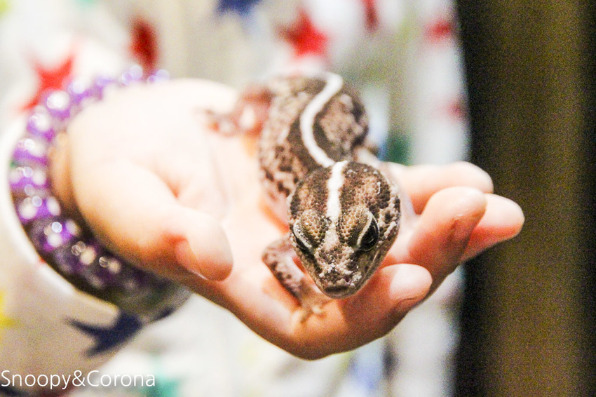 【台北咖啡館】 另類寵物咖啡館/微迷野林咖啡館~各種爬蟲類、哺乳類、兩棲類陪你喝咖啡,還能與動物近距離接觸