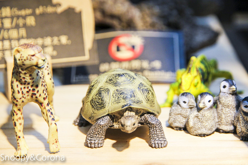【台北咖啡館】 另類寵物咖啡館/微迷野林咖啡館~各種爬蟲類、哺乳類、兩棲類陪你喝咖啡,還能與動物近距離接觸