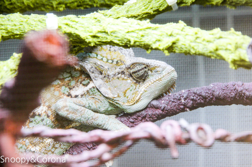 【台北咖啡館】 另類寵物咖啡館/微迷野林咖啡館~各種爬蟲類、哺乳類、兩棲類陪你喝咖啡,還能與動物近距離接觸