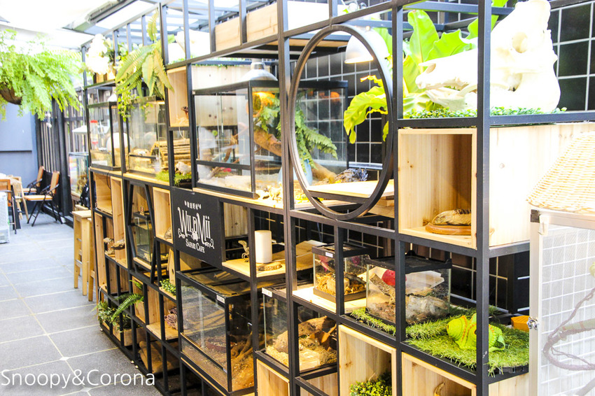 【台北咖啡館】 另類寵物咖啡館/微迷野林咖啡館~各種爬蟲類、哺乳類、兩棲類陪你喝咖啡,還能與動物近距離接觸