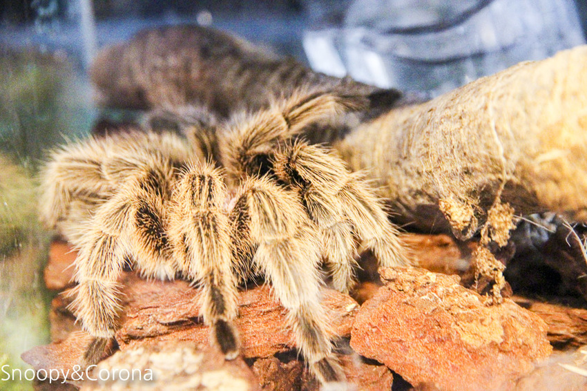 【台北咖啡館】 另類寵物咖啡館/微迷野林咖啡館~各種爬蟲類、哺乳類、兩棲類陪你喝咖啡,還能與動物近距離接觸