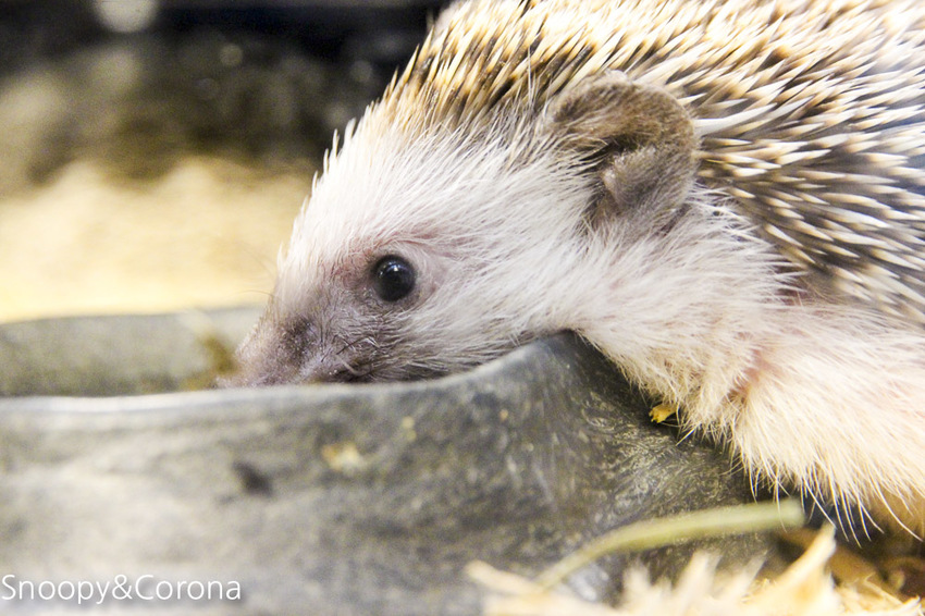 【台北咖啡館】 另類寵物咖啡館/微迷野林咖啡館~各種爬蟲類、哺乳類、兩棲類陪你喝咖啡,還能與動物近距離接觸