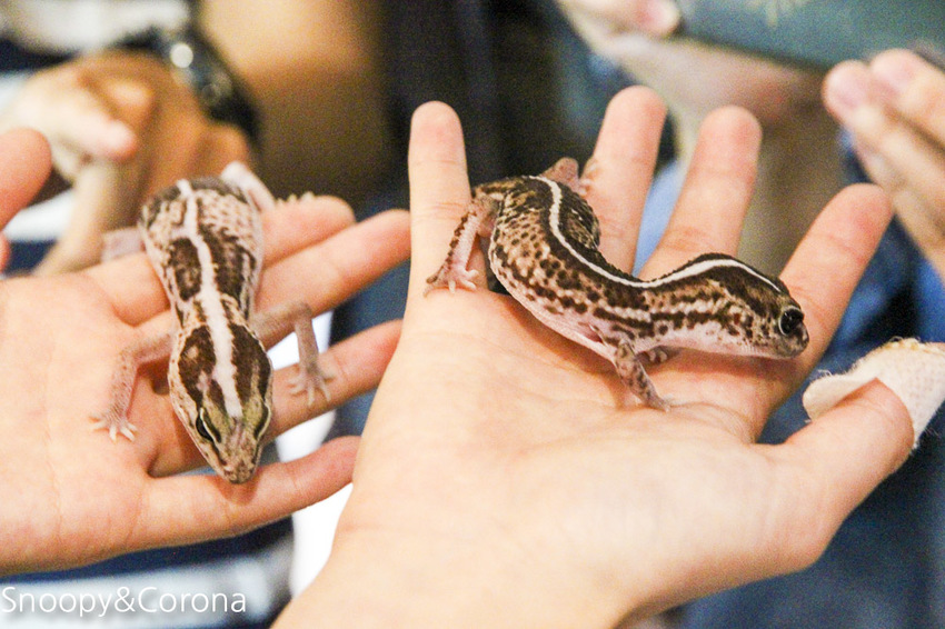 【台北咖啡館】 另類寵物咖啡館/微迷野林咖啡館~各種爬蟲類、哺乳類、兩棲類陪你喝咖啡,還能與動物近距離接觸