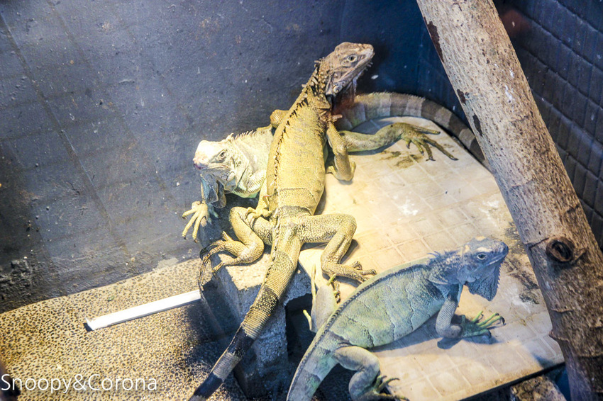 【台北咖啡館】 另類寵物咖啡館/微迷野林咖啡館~各種爬蟲類、哺乳類、兩棲類陪你喝咖啡,還能與動物近距離接觸