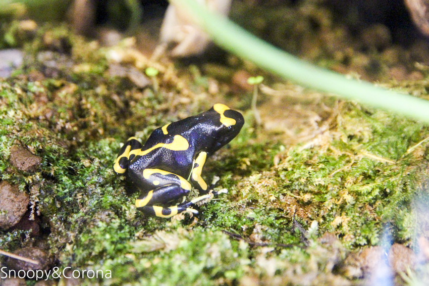 【台北咖啡館】 另類寵物咖啡館/微迷野林咖啡館~各種爬蟲類、哺乳類、兩棲類陪你喝咖啡,還能與動物近距離接觸