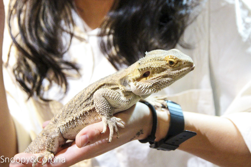 【台北咖啡館】 另類寵物咖啡館/微迷野林咖啡館~各種爬蟲類、哺乳類、兩棲類陪你喝咖啡,還能與動物近距離接觸