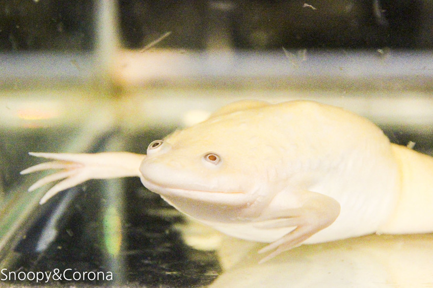 【台北咖啡館】 另類寵物咖啡館/微迷野林咖啡館~各種爬蟲類、哺乳類、兩棲類陪你喝咖啡,還能與動物近距離接觸