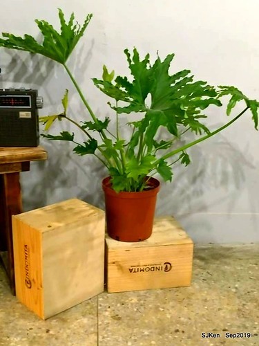 Coffee , deserts & dishes shop at Nangang, Taipei, Taiwan, SJKen, Sep 22,2019