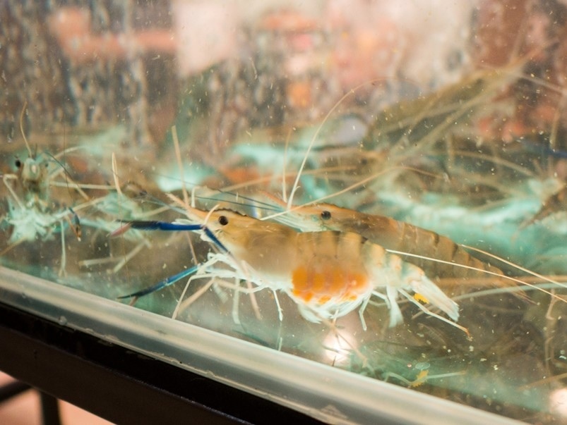 【新北中和】乾隆泰皇蝦,水道流水蝦現夾現烤吃到飽!