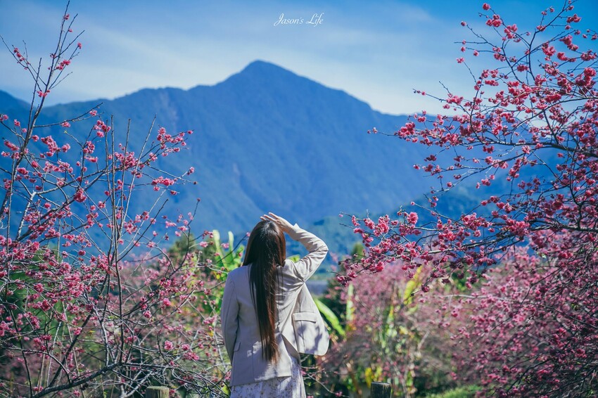 【南投魚池｜景點】HOHOCHA喝喝茶。南投茶葉伴手禮，可免費體驗品茶及茶葉蛋，還有隱藏櫻花步道