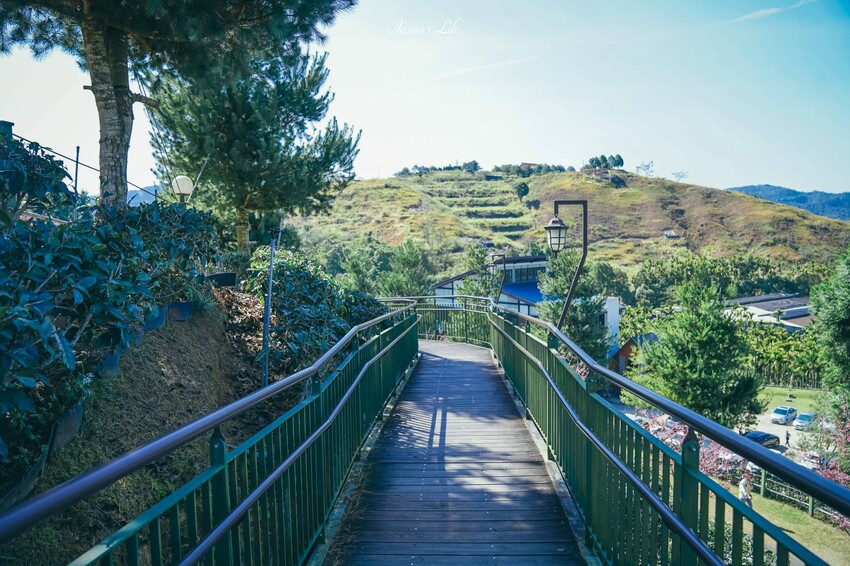 【南投魚池｜景點】HOHOCHA喝喝茶。南投茶葉伴手禮，可免費體驗品茶及茶葉蛋，還有隱藏櫻花步道