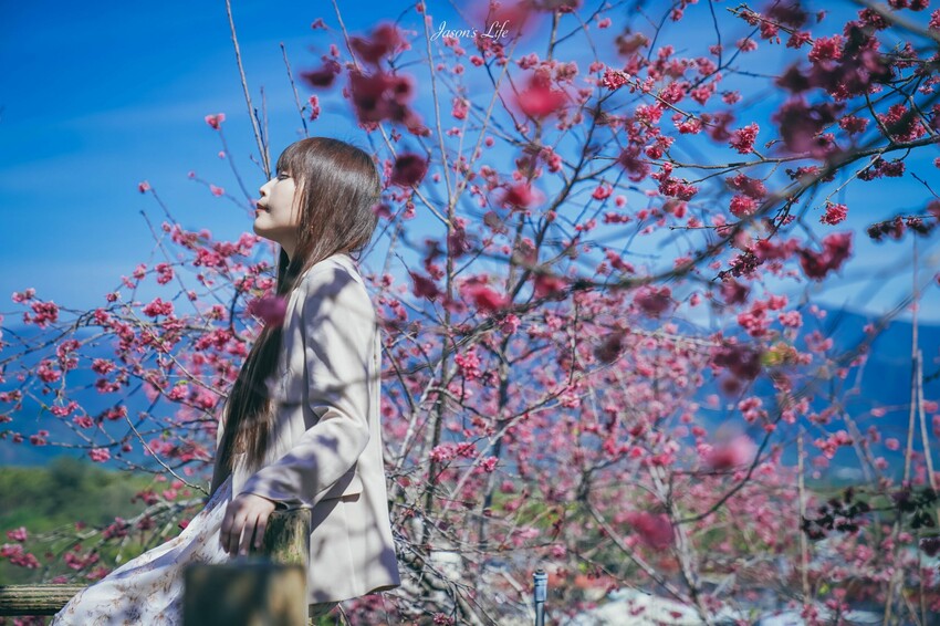 【南投魚池｜景點】HOHOCHA喝喝茶。南投茶葉伴手禮，可免費體驗品茶及茶葉蛋，還有隱藏櫻花步道