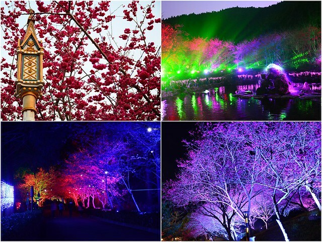 【南投魚池｜景點】HOHOCHA喝喝茶。南投茶葉伴手禮，可免費體驗品茶及茶葉蛋，還有隱藏櫻花步道