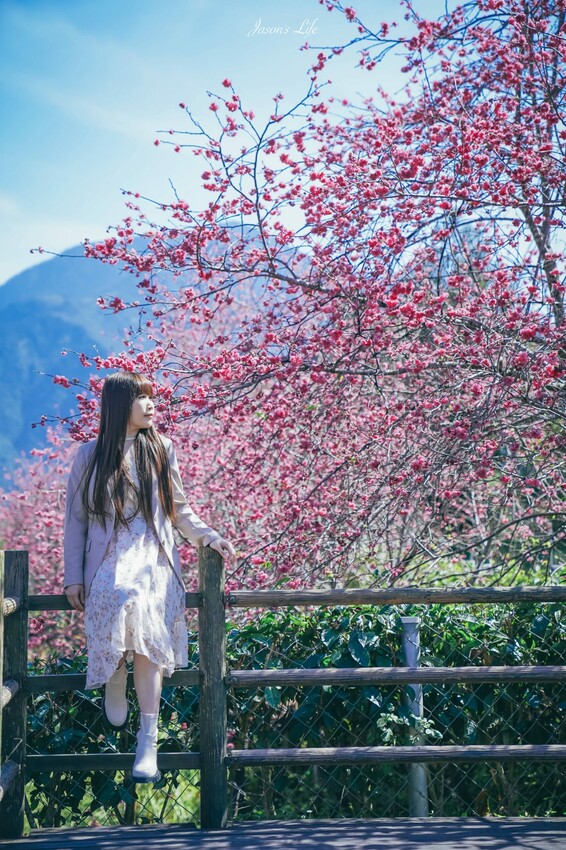 【南投魚池｜景點】HOHOCHA喝喝茶。南投茶葉伴手禮，可免費體驗品茶及茶葉蛋，還有隱藏櫻花步道