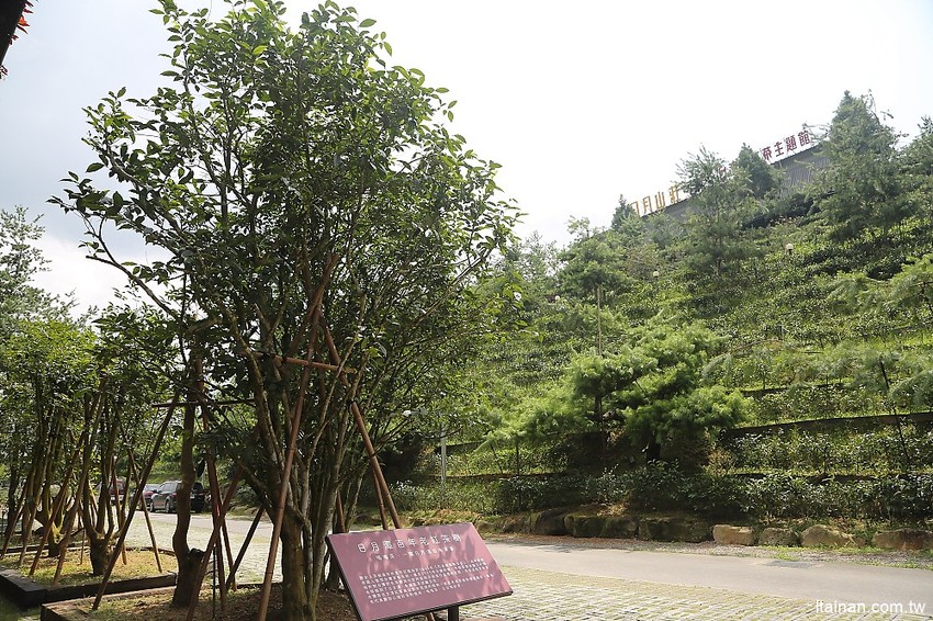 南投景點|HOHOCHA喝喝茶·台灣香日月潭紅茶廠~紅茶導覽、揉茶DIY、Pizza DIY、黃金品茗、混茶初體驗!玩上一整天也沒問題! - 台南好Food遊