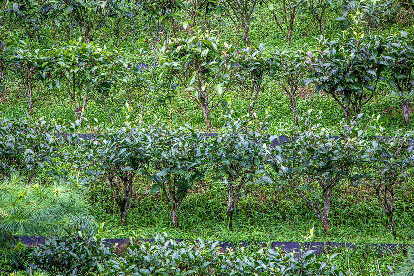 南投景點，HOHOCHA喝喝茶~台灣香日月潭紅茶廠，全台最大紅茶觀光工廠!免門票入園奉茶，吃吃喝喝DIY，還能拍拍美照很不賴。 - 微笑Joe幸運