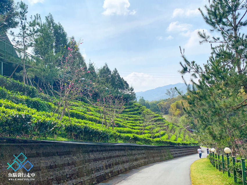 魚腦袋行走中_南投景點_喝喝茶 (20).jpg