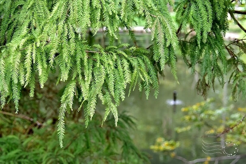 九芎湖明池落羽松