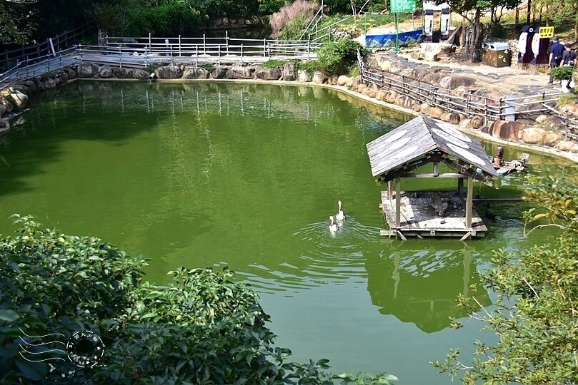 九芎湖鴛鴦池