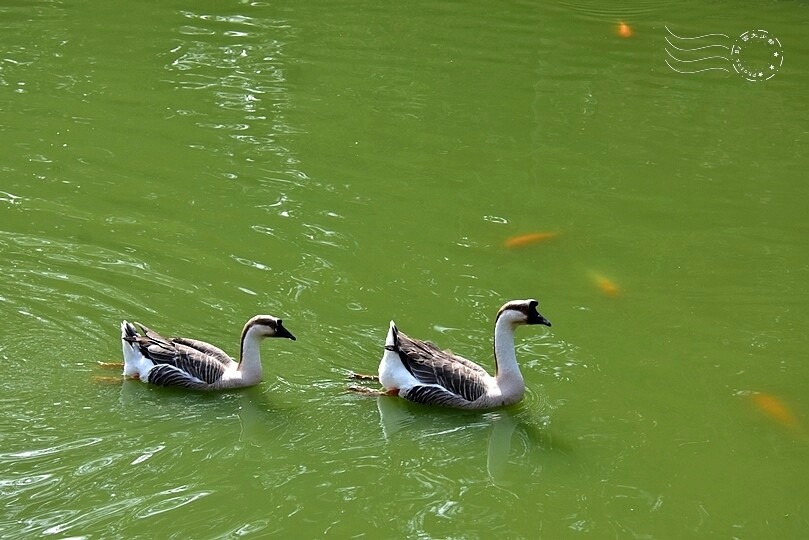 九芎湖鴛鴦池