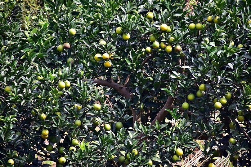 九芎湖柑橘園