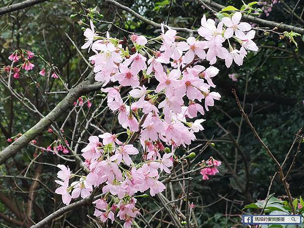 基隆賞櫻景點【2021基隆紅淡山賞櫻】低海拔小百岳輕鬆爬山健行路線推薦/欣賞基隆五大美景 基隆賞櫻景點【2021基隆紅淡山賞櫻】低海拔小百岳輕鬆爬山健行路線推薦/欣賞基隆五大美景