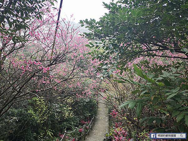 基隆賞櫻景點【2021基隆紅淡山賞櫻】低海拔小百岳輕鬆爬山健行路線推薦/欣賞基隆五大美景 基隆賞櫻景點【2021基隆紅淡山賞櫻】低海拔小百岳輕鬆爬山健行路線推薦/欣賞基隆五大美景