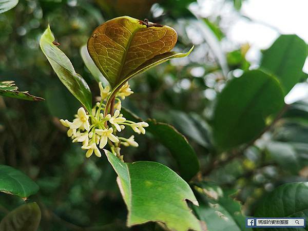 基隆賞櫻景點【2021基隆紅淡山賞櫻】低海拔小百岳輕鬆爬山健行路線推薦/欣賞基隆五大美景 基隆賞櫻景點【2021基隆紅淡山賞櫻】低海拔小百岳輕鬆爬山健行路線推薦/欣賞基隆五大美景