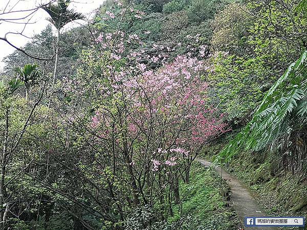 基隆賞櫻景點【2021基隆紅淡山賞櫻】低海拔小百岳輕鬆爬山健行路線推薦/欣賞基隆五大美景 基隆賞櫻景點【2021基隆紅淡山賞櫻】低海拔小百岳輕鬆爬山健行路線推薦/欣賞基隆五大美景