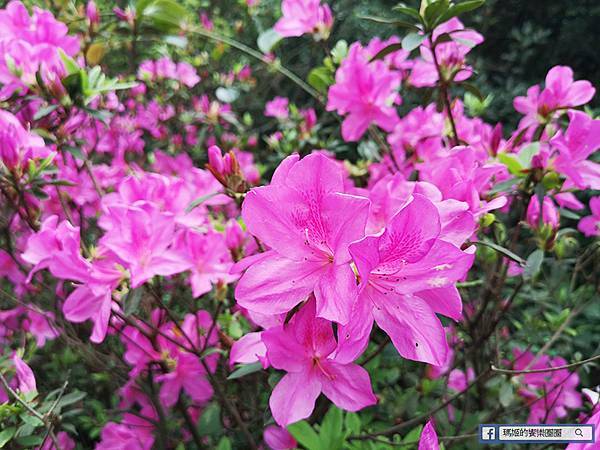 基隆賞櫻景點【2021基隆紅淡山賞櫻】低海拔小百岳輕鬆爬山健行路線推薦/欣賞基隆五大美景 基隆賞櫻景點【2021基隆紅淡山賞櫻】低海拔小百岳輕鬆爬山健行路線推薦/欣賞基隆五大美景