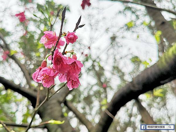 基隆賞櫻景點【2021基隆紅淡山賞櫻】低海拔小百岳輕鬆爬山健行路線推薦/欣賞基隆五大美景 基隆賞櫻景點【2021基隆紅淡山賞櫻】低海拔小百岳輕鬆爬山健行路線推薦/欣賞基隆五大美景