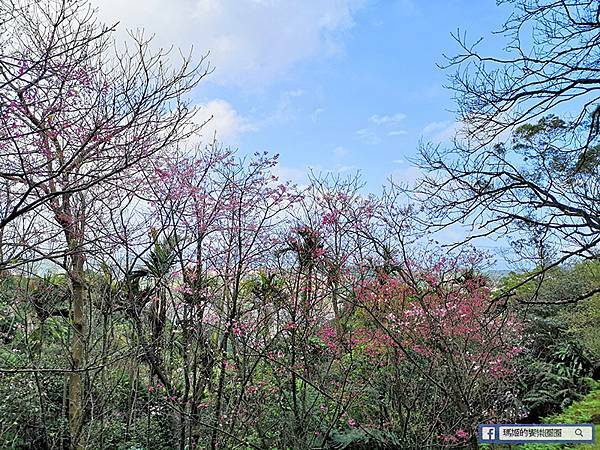 基隆賞櫻景點【2021基隆紅淡山賞櫻】低海拔小百岳輕鬆爬山健行路線推薦/欣賞基隆五大美景 基隆賞櫻景點【2021基隆紅淡山賞櫻】低海拔小百岳輕鬆爬山健行路線推薦/欣賞基隆五大美景