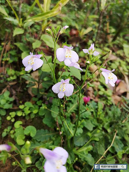 基隆賞櫻景點【2021基隆紅淡山賞櫻】低海拔小百岳輕鬆爬山健行路線推薦/欣賞基隆五大美景 基隆賞櫻景點【2021基隆紅淡山賞櫻】低海拔小百岳輕鬆爬山健行路線推薦/欣賞基隆五大美景