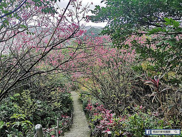 基隆賞櫻景點【2021基隆紅淡山賞櫻】低海拔小百岳輕鬆爬山健行路線推薦/欣賞基隆五大美景 基隆賞櫻景點【2021基隆紅淡山賞櫻】低海拔小百岳輕鬆爬山健行路線推薦/欣賞基隆五大美景