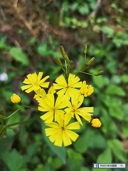 基隆賞櫻景點【2021基隆紅淡山賞櫻】低海拔小百岳輕鬆爬山健行路線推薦/欣賞基隆五大美景 基隆賞櫻景點【2021基隆紅淡山賞櫻】低海拔小百岳輕鬆爬山健行路線推薦/欣賞基隆五大美景