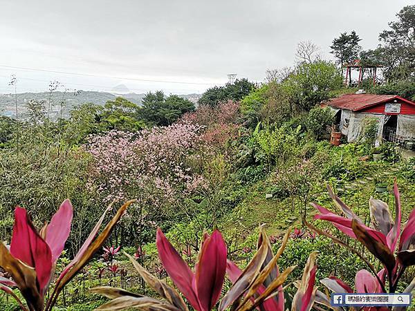 基隆賞櫻景點【2021基隆紅淡山賞櫻】低海拔小百岳輕鬆爬山健行路線推薦/欣賞基隆五大美景 基隆賞櫻景點【2021基隆紅淡山賞櫻】低海拔小百岳輕鬆爬山健行路線推薦/欣賞基隆五大美景