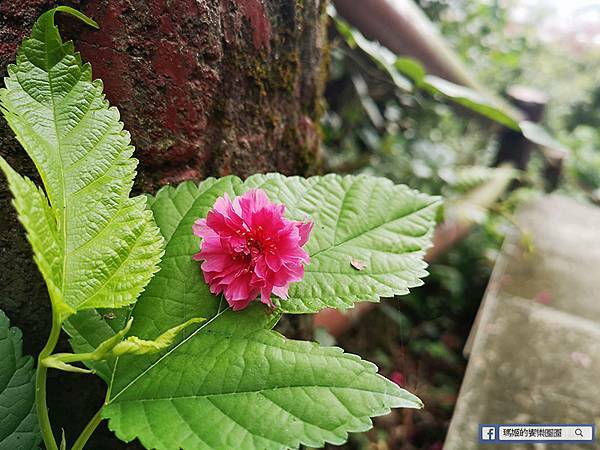 基隆賞櫻景點【2021基隆紅淡山賞櫻】低海拔小百岳輕鬆爬山健行路線推薦/欣賞基隆五大美景 基隆賞櫻景點【2021基隆紅淡山賞櫻】低海拔小百岳輕鬆爬山健行路線推薦/欣賞基隆五大美景